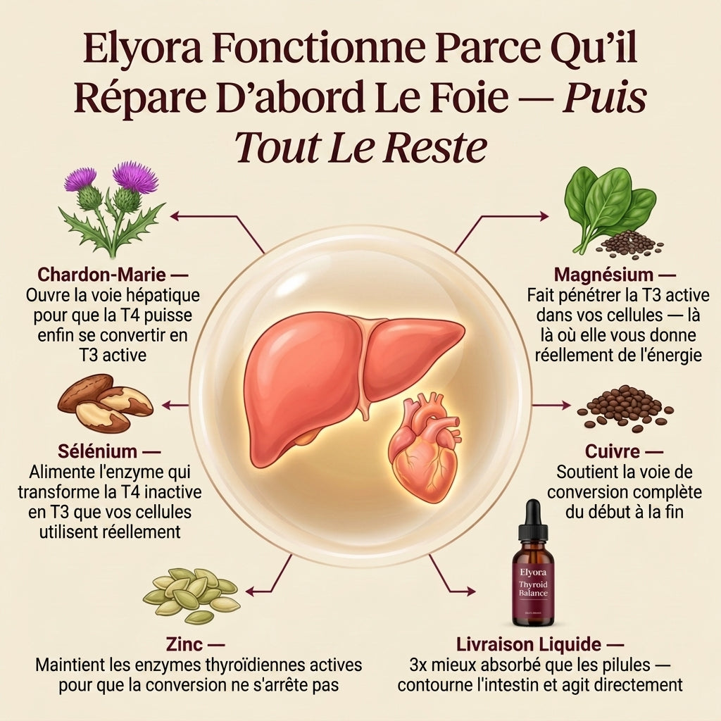 Elyora™ Équilibre thyroïdien